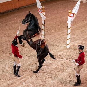 Veranstaltung: Escola Portuguesa de Arte Equestre: Treinamento Matinal, Portuguese School of Equestrian Art in Lisbon