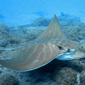 Veranstaltung: Los Cristianos: Snorkeling on a Lava Reef, Tenerife Water Activities in Tenerife