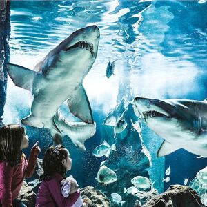 Veranstaltung: Acquario di Cattolica: Biglietto Fast Track, Acquario di Cattolica in Savona