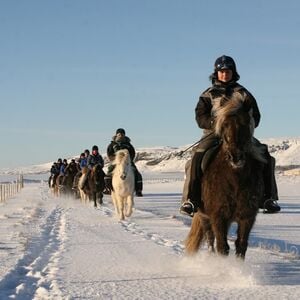 Veranstaltung: Iceland: Horseback Riding - Countryside Tour, Iceland Wildlife Experiences in Reykjavík