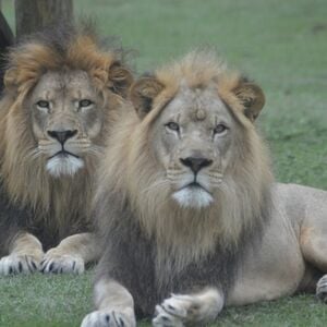 Veranstaltung: Lion Country Safari: Drive Through Safari + Adventure Park, Lion Country Safari in Loxahatchee