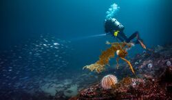 Veranstaltung: Bergen: Guided Scuba Diving, in Bergen