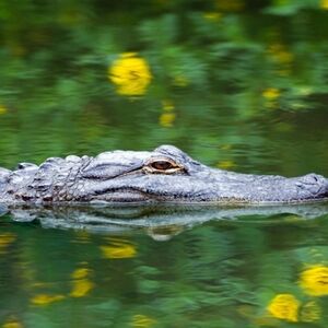 Veranstaltung: Everglades Express Tour from Fort Lauderdale + Airboat Ride, Miami Everglades Airboat Tours in Miami