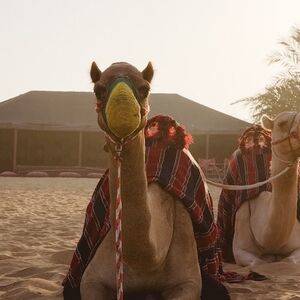 Veranstaltung: Dubai Hot Air Balloon with Breakfast, Quad Bike & Dune Bashing, Dubai Hot Air Balloon Tours in Dubai