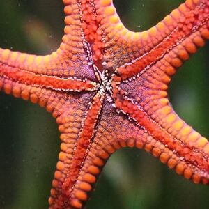 Veranstaltung: Acuario Michin Guadalajara: Entrada, Michin Aquarium Guadalajara in Guadalajara