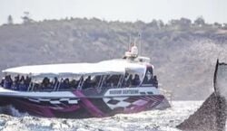 Veranstaltung: Sydney: Whale Watching Explorer Cruise, Whale Watching Sydney in Sydney