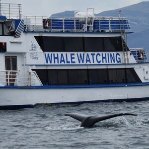 Veranstaltung: Whale Watching: Tour from Reykjavik, Iceland Whale Watching in Reykjavík