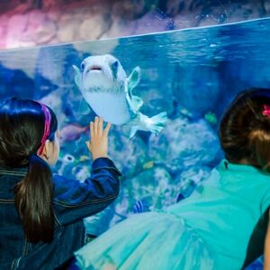 Veranstaltung: SEA LIFE at Mall of America: Entry Ticket, SEA LIFE at Mall of America in Bloomington