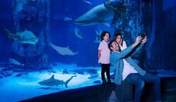 Event: SEA LIFE Arizona Aquarium General Admission, in Tempe