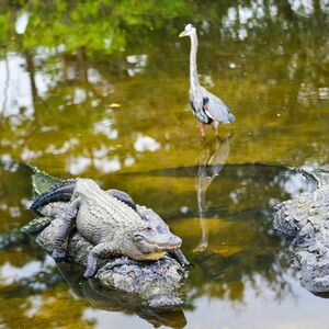 Veranstaltung: Everglades: Gator Nights 60-Minute Airboat Adventure, Sawgrass Recreation Park in Fort Lauderdale