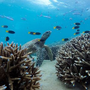 Veranstaltung: Great Keppel Island: Boat Tour + Snorkeling & Boom Netting + BBQ Lunch, Water Activities in Yeppoon in Yeppoon