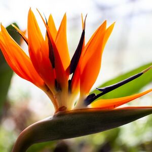 Veranstaltung: Tour delle erbe, dei prodotti botanici e delle spezie, Botanical Garden Parma in Parma