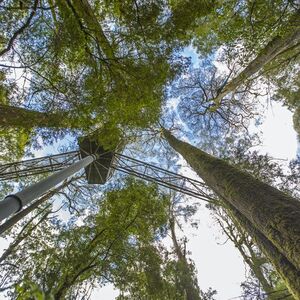 Veranstaltung: Otway Fly Treetop Walk: Stroll the Magestic Otway Ranges, Otway Fly Treetop Adventures in Melbourne