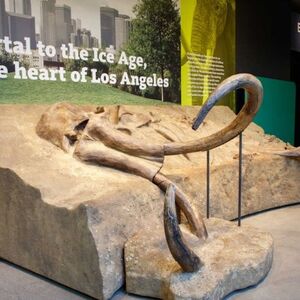 Veranstaltung: La Brea Tar Pits Museum, La Brea Tar Pits and Museum in Los Angeles