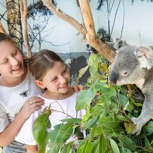 Veranstaltung: Blue Mountains & Sydney Zoo: Entry, Blue Mountains National Park in Katoomba