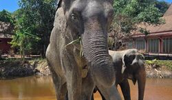 Veranstaltung: Freedom Elephant Reserve Phuket: Guided Tour + Roundtrip Transport, Freedom Elephant Reserve Phuket in Tambon Chalong