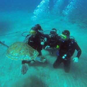 Veranstaltung: Los Cristianos: Clase guiada de buceo, Tenerife Water Activities in Tenerife