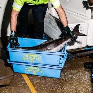 Veranstaltung: Sydney Fish Market: Behind-the-Scenes Auction Floor Tour, Sydney Fish Market in Pyrmont