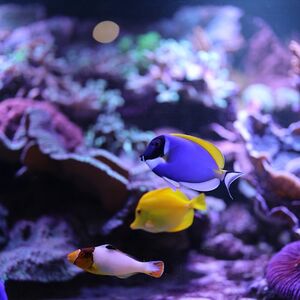 Veranstaltung: Aquarium d'Amnéville : Billet avec accès rapide, Amnéville Aquarium in Amnéville