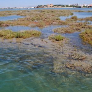 Veranstaltung: Ria Formosa: Passeio de barco guiado de 1 hora, Faro Cruises in Faro