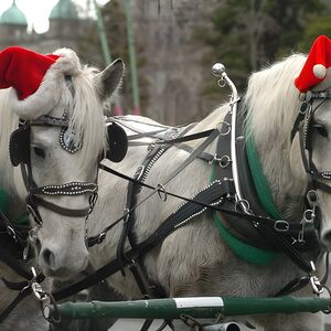 Veranstaltung: 60-Minute Beacon Hill Park Tour, Victoria Carriage Tours in Birmingham