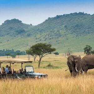 Veranstaltung: Cape Town: Full-Day Guided Safari + Roundtrip Transfer + Lunch, Day Trips from Cape Town in Cape Town