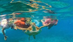 Veranstaltung: West Palm Beach: Blue Heron Bridge Guided Snorkeling Tour, in Riviera Beach, Florida