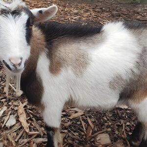 Veranstaltung: Guided Lilymoore Alpaca Farm Tour, 21 Moore Rd in New York