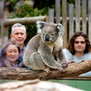 Veranstaltung: Penguin Parade + Moonlit Sanctuary Wildlife Park: Day Trip from Melbourne, Phillip Island Nature Parks in Summerlands