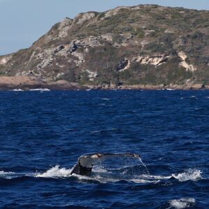 Veranstaltung: Augusta: Whale Watching Tour, Augusta Whale Watching in Leeuwin