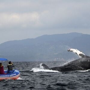 Veranstaltung: Observación de ballenas en Puerto Vallarta y Riviera Nayarit, Day Trips from Puerto Vallarta in Puerto Vallarta