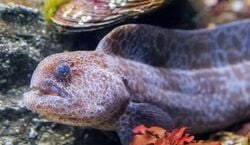 Veranstaltung: San Francisco: VIP Experience at Aquarium of the Bay, Aquarium of the Bay in San Francisco