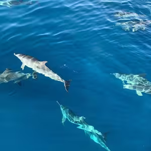 Veranstaltung: Puerto de Mogán: Excursión de 4 horas para avistar delfines con Keeper Uno, Gran Canaria Sightseeing Cruises in Gran Canaria