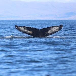 Veranstaltung: Reykjavik: Guided Whale Watching Tour, Iceland Whale Watching in Reykjavík