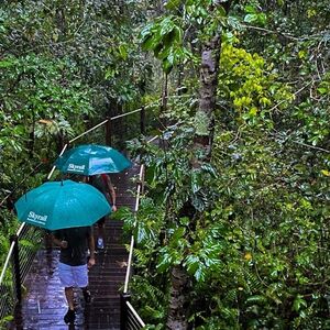 Veranstaltung: Cairns: Skyrail Rainforest Cableway, Skyrail Rainforest Cableway in Cairns