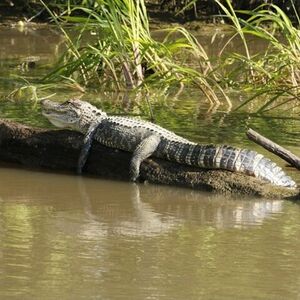 Veranstaltung: 30-Min Airboat Ride and Everglades National Park Guided Tour from South Beach, Miami Everglades Airboat Tours in Miami