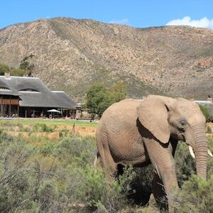 Veranstaltung: Cape Town: Small-Group Aquila Safari Tour with Wine Tasting, Safari Day Trips from Cape Town in Cape Town