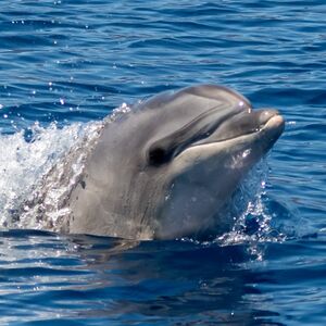 Veranstaltung: Tenerife: Excursión privada en velero de 6 horas a Los Gigantes con baño, bebida y tapas, Tenerife Sailing Tours in Costa Adeje