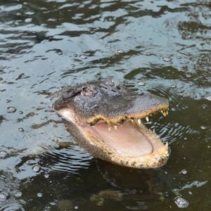 Veranstaltung: Crocodile Park Torremolinos: Entrada, Crocodile Park in Torremolinos, Málaga