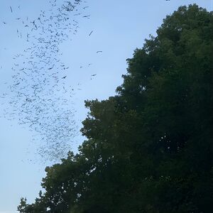 Veranstaltung: Downtown Austin Sunset Kayak Tour with 1.5 Million Bats, 5 East Ave in Austin