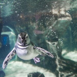 Veranstaltung: Acquario di Genova: Biglietto d'ingresso + Pranzo o Colazione, Aquarium of Genoa in Genoa