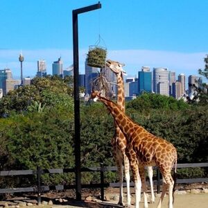 Veranstaltung: Taronga Zoo Sydney: Entry Ticket, Taronga Zoo in Mosman