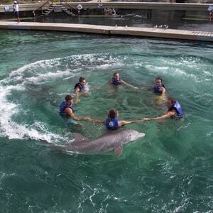 Veranstaltung: Paquete Delphinus Xel-Há: Acceso rápido, Delphinus Xel-Há in Tulum