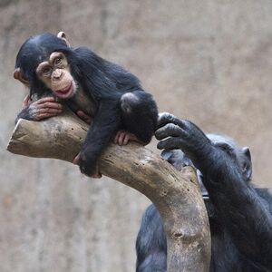 Veranstaltung: Zoo Leipzig + Tageskarte "Leipzig (Zone 110)", Zoo Leipzig in Leipzig