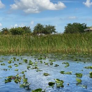 Veranstaltung: 30-Min Airboat Ride and Everglades National Park Guided Tour from South Beach, Miami Everglades Airboat Tours in Miami