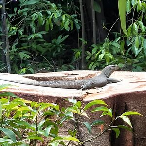 Veranstaltung: Private Tour Singapore Botanic Garden (Unesco), 44/ Botanic Gardens MRT Station in Singapore