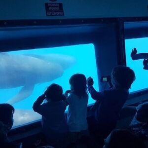 Veranstaltung: Observación de ballenas y delfines en Gibraltar desde Sevilla, Tarifa Water Activities in Tarifa