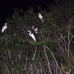 Veranstaltung: Everglades: 1-Hour Boggy Creek Night Airboat Tour, Daytona Beach Day Trips from Orlando in Orlando