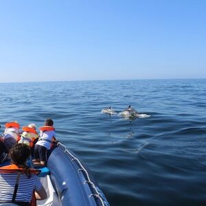 Veranstaltung: Passeio de observação de golfinhos desde Lagos, Lagos Day Cruises in Lagos