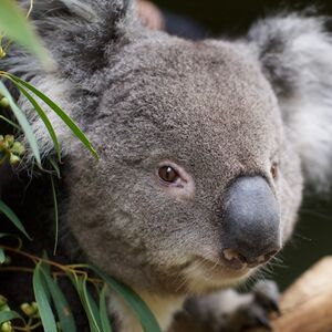 Veranstaltung: Bonorong Wildlife Sanctuary: Entry Ticket, Bonorong Wildlife Sanctuary in Brighton